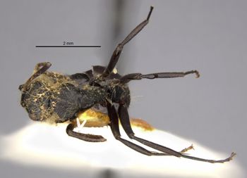 Media type: image;   Entomology 21541 Aspect: habitus dorsal view